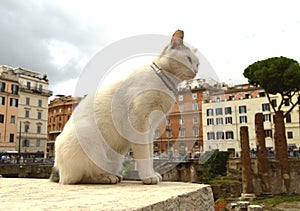 Cute white cat sitting on the square Largo di Torre Argentina. In the ancient Roman ruins on the site of the murder of photo