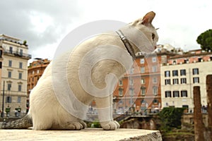 Cute white cat sitting on the square Largo di Torre Argentina. In the ancient Roman ruins on the site of the murder of photo