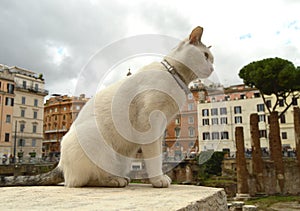 Cute white cat sitting on the square Largo di Torre Argentina. In the ancient Roman ruins on the site of the murder of photo