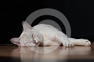 Cute white cat sleeping on the floor with a dark background