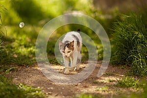 Cute white cat walk in the summer garden among green grass