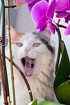 Cute white cat with yellow ear on the windowsill with potted orchid flowers. Home pet among the flowers. Portrait of cat