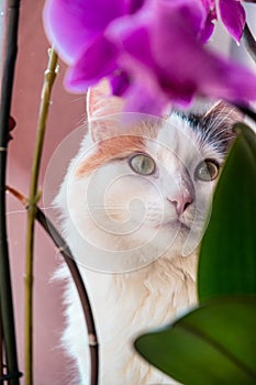 Cute white cat with yellow ear on the windowsill with potted orchid flowers. Home pet among the flowers. Portrait of cat