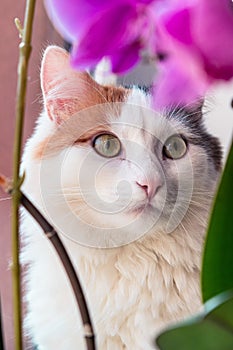 Cute white cat with yellow ear on the windowsill with potted orchid flowers. Home pet among the flowers. Portrait of cat