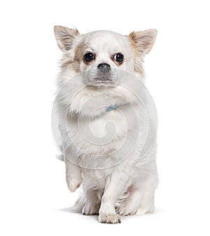 Cute white Chihuahua dog begging raising paw, Isolated on white