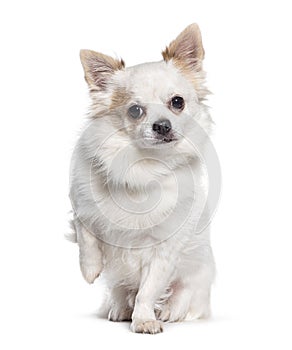 Cute white Chihuahua dog begging raising paw, Isolated on white