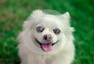 Cute white chihuahua dog with tongue out. Smile-like face