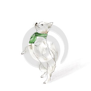 Cute white chihuahua in a green scarf.