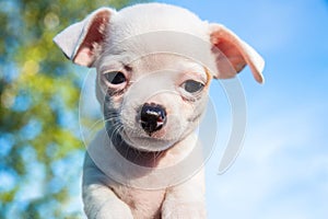 Cute white chihuahua puppy looking straight into the camera