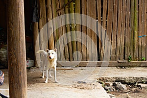 A cute white Chinese country dog