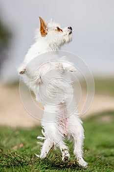 A cute white Chorkie puppy dog jumping in a field against the sky