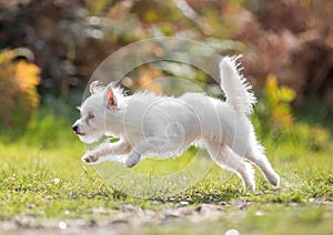 A cute white Chorkie puppy dog jumping grass.