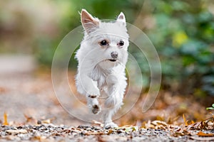 A cute white Chorkie puppy dog running over a path with leaves