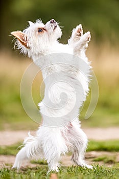 A cute white Chorkie puppy dog standing its hind legs looking up