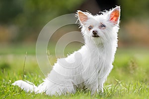 A cute white Chorkie puppy sitting in a field