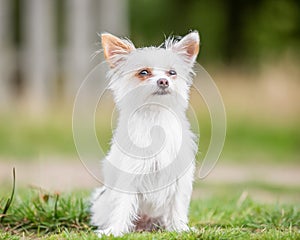 A cute white Chorkie puppy sitting in a field looking at the camera