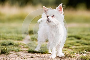 A cute white Chorkie puppy standing on rough ground