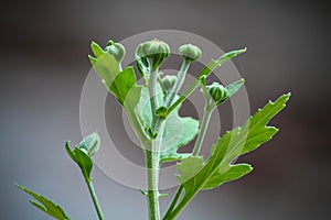 Cute White Chrysanthemum Flowers Baby buds