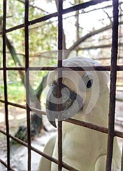 A cute white cockatoo playing at it cage at Ragunan Zoo, Jakarta