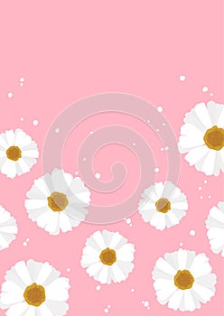 Cute white daisy flower border on pink background