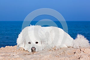 Cute white dog on the beach. Polish Tatra Sheepdog