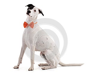 Cute white dog with a black stain with a bow tie