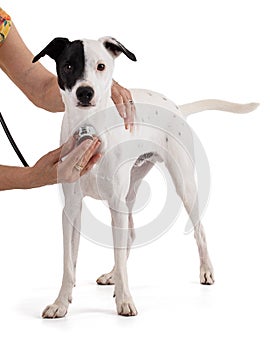 Cute white dog with a black stain at veterinary