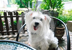 Cute white dog in cafe photo