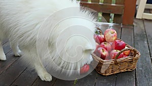 cute white dog grabbing an apple from a basket of red and yellow fresh apples on natural background outdoors, healthy