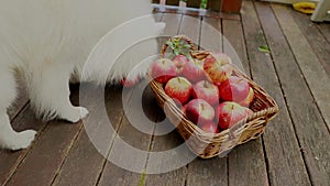 cute white dog grabbing an apple from a basket of red and yellow fresh apples on natural background outdoors, healthy