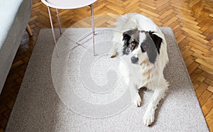 cute white dog in living room