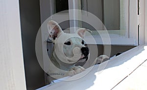 Cute white dog is looking through the window. Quarantine  photo.