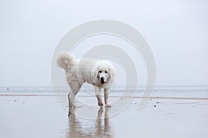 Cute white dog playing on the beach.