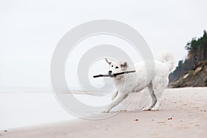 Cute white dog playing with stick on the beach.