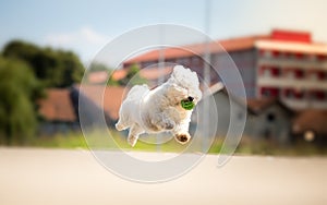 Cute white dog running with ball