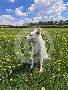 Cute white dog sitting among yellow wildflowers in sunny meadow. Summer travel with pet. Danish spitz doggy and dandelion flowers