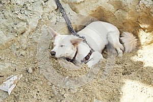Cute white dog sleeping in hole after digging sand pile in sunny day. Funny tired dog after playing in sand. Danish spitz young