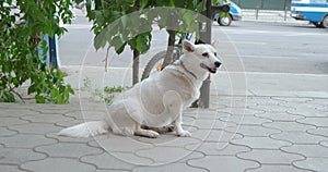 Cute white dog wait in loneliness