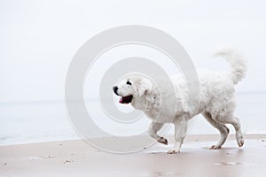 Cute white dog walking on the beach.