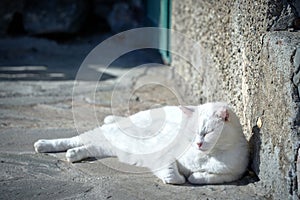 Cute white domestic cat is lying on its side next to a wall, looking serene and content photo