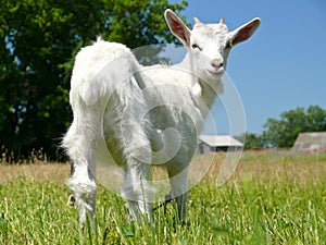 Cute white domestic goat