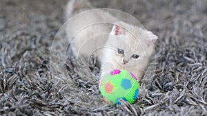 Cute white domestic kitten playing with small soccer ball on carpet at home.