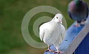 Cute white dove in nature standing on blue fence