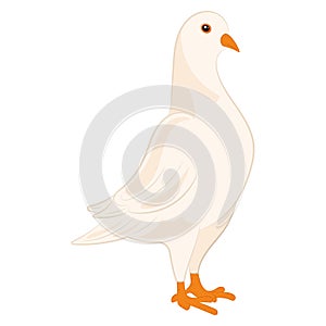 Cute white dove Peace symbol Vector