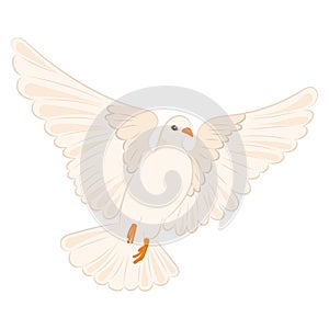 Cute white dove Peace symbol Vector