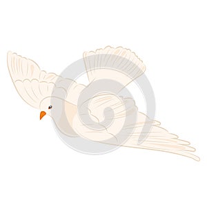 Cute white dove Peace symbol Vector