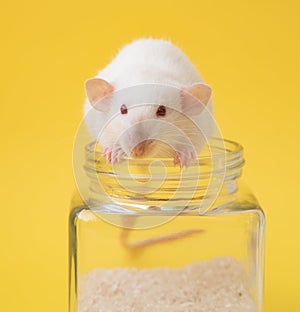 Cute white dumbo rat