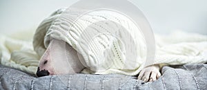 A cute white English bull terrier is sleeping on a bed under a w
