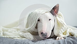 A cute white English bull terrier is sleeping on a bed under a w