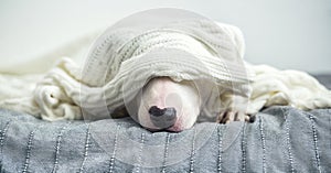 A cute white English bull terrier is sleeping on a bed under a w